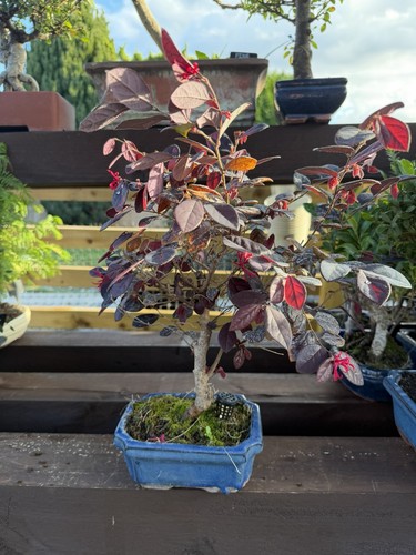 Chinese fringe bonsai - fringe,