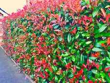 10 Red Robin Hedging Photinia