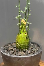 Rare Adenia globosa WYSIWYG SeedingGrowth Caudex Boutique Sale