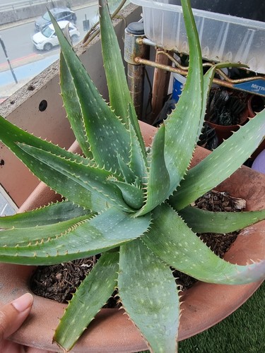 Aloe vera medium - aloe,