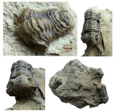 British silurian trilobites - british, uk