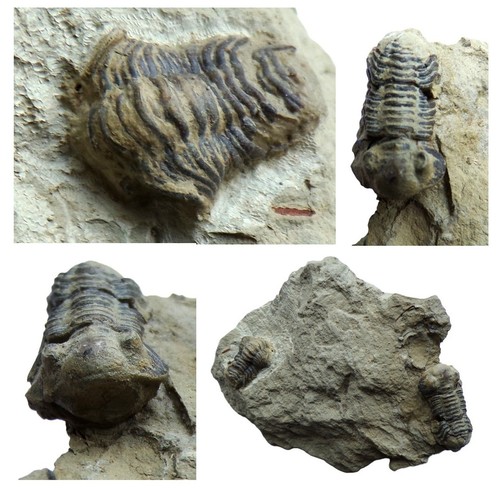 British silurian trilobites - silurian,