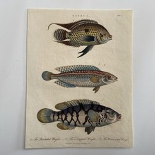 Antique 1826 Hand-Colored Engraving – “Labrus” (Three Wrasse Species) 