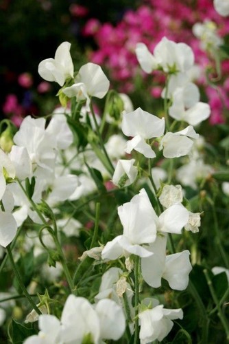 Flower sweet pea mammoth - flower,