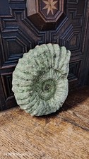 Vintage ammonite fossil statue - ammonite,