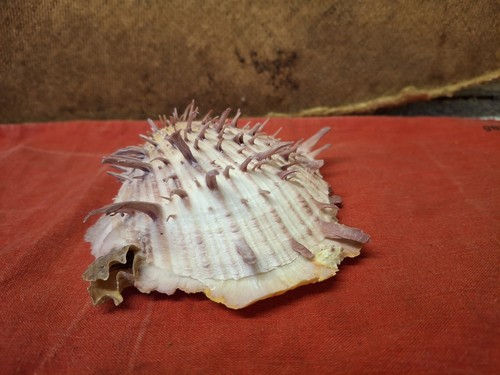 Orange spiny oyster shell - spiny,