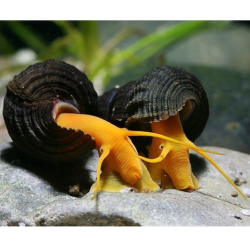 Orange poso rabbit - orange, snail