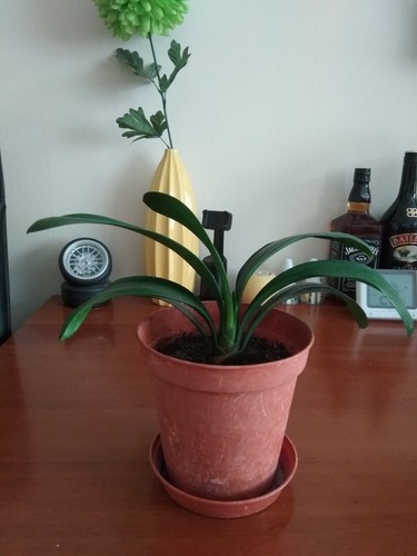 Clivia beautiful house - beautiful,