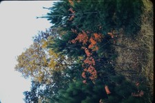 RED BORDER SLIDE Autumn trees