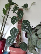 Epipremnum Pictum Scindapsus Satin Pothos Rooted Cutting Rare