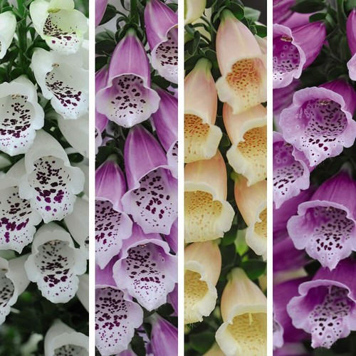 Foxglove dalmatian mixed - foxglove,