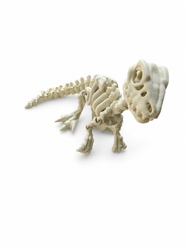 Skeleton raptor printed - skeleton,