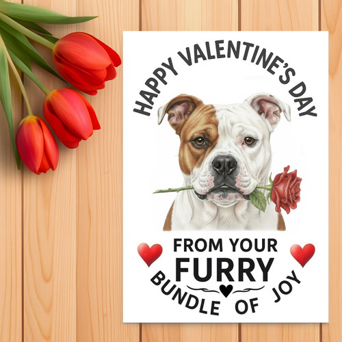 American bulldog valentine - american,