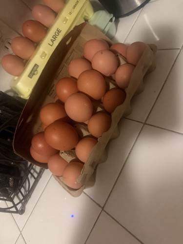 Fresh brown eggs - fresh, carton