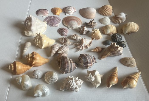Sea shell lot conch - shell, pc
