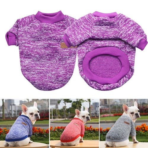 Chihuahua clothing puppy - chihuahua,