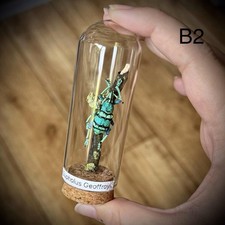 Eupholus Geoffroyi/ Weevil In