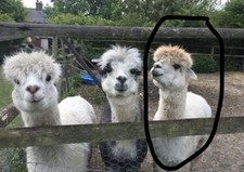 1.7 Kg Fawn Alpaca Fleece 