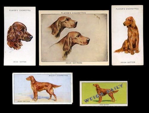 Irish red setter gun - irish,
