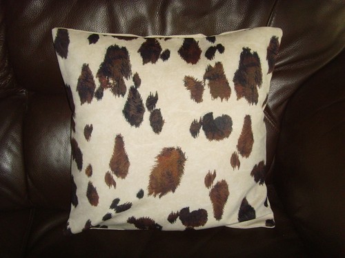 Appaloosa horse pony - pony,