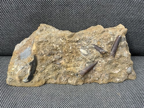 Scunthorpe fossil belemnites - scunthorpe,