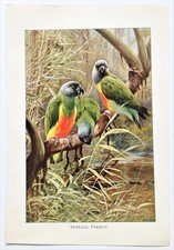 SENEGAL PARROT -  1916 Antique