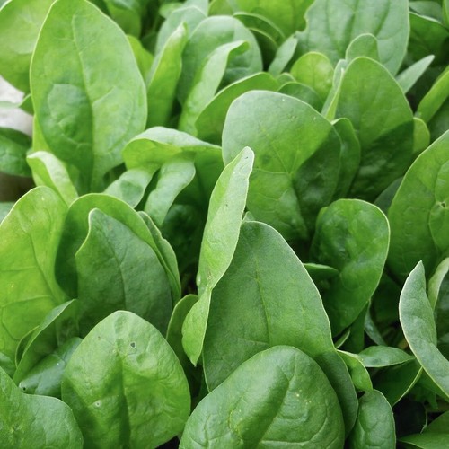 Spinach monterey 2 5g - -,
