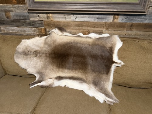 Scandinavian reindeer - scandinavian,
