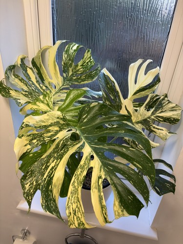 Monstera creme brulee - monstera,