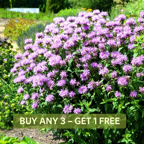Herb wild bergamot 1000 - bergamot,