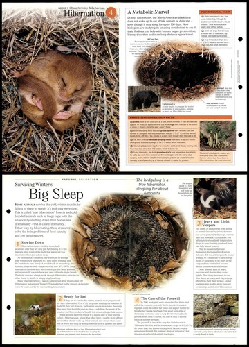 Hibernation characteristics - #4,