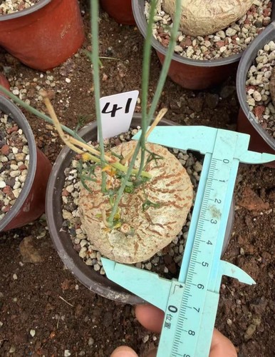 Raresucculent plant adenia - raresucculent,