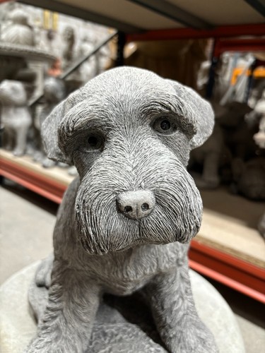 Schnauzer dog garden - schnauzer,