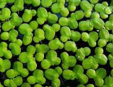 1000+ duckweed floating live