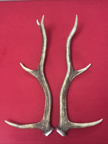 Pair red deer antlers 490g - pair,