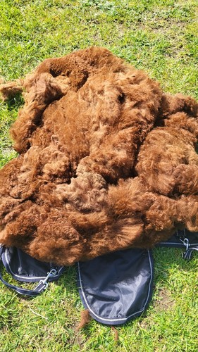 Alpaca fleece didi - alpaca,