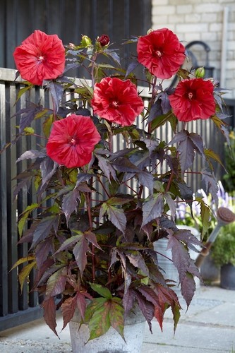 Hibiscus moscheutos carousel - moscheutos,