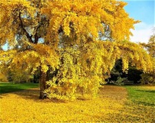 Ginkgo biloba, Maidenhair Tree