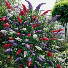 BUDDLEIA TRICOLOUR 3 MIXED COLOURS BUTTERFLY GARDEN BUSH PLANTS IN 9CM POTS