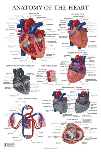 4size heart anatomy - 4size,