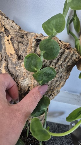Rhaphidophora celatocaulis - rhaphidophora,