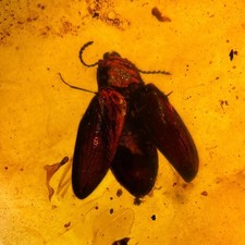 BEAUTIFUL Burmese Amber