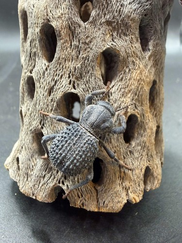 Blue death feigning beetle - blue,