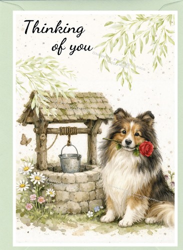 Sheltie shetland sheepdog - shetland,