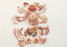 40 Medium Crab Claws and Legs