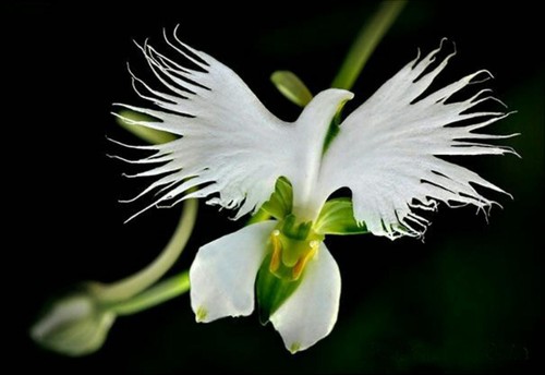 White egret orchid habenaria - egret,