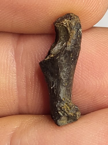 Rare reptile toe - reptile, bone