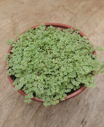 Soleirolia variegata silver - soleirolia,