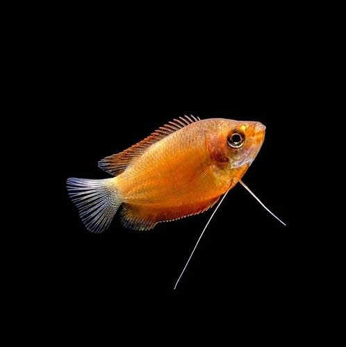 Honey dwarf gourami live - honey,
