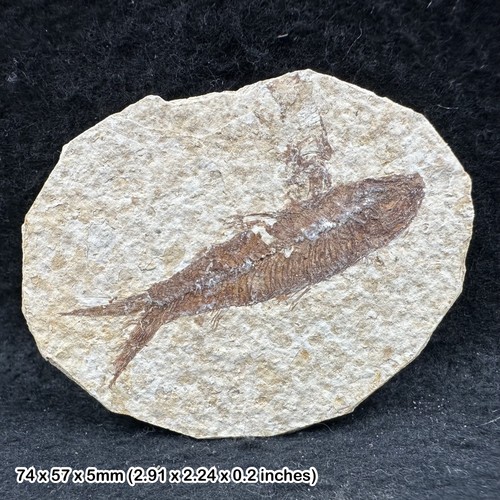 Fish fossil eocene period - fossil,